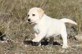 LABRADOR 618